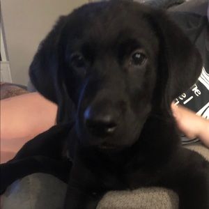 Meet your Posher, Brenda